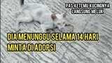 Kucing Kurus Minta Tolong Di Adopsi Rela Menunggu Selama 14 Hari Dari Pertama Ketemu | Kucing Sedih