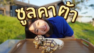 สมาชิกใหม่ เต่าซูลคาต้า (Sulcata Tortoise) EP.227