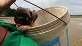 7 Ân Dẫn Sen Pug Đi Bắt Cá Thiệt Cái Tình