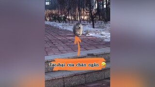 Lỗi tại chân ngắn quá thucung LearnOnTikTok alaska onhavanvui