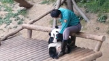 Panda: You Can't Leave after Kissing Me!