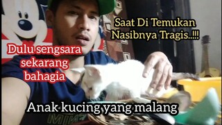 Anak Kucing Yang sengsara Sekarang Bahagia Allahu Akbar