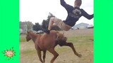 Kuda Lucu - Video Kuda terlucu tahun 2021 bikin ketawa bengek - Sebuah Video Kuda Lucu. Kompilasi