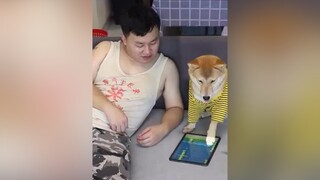 chó_cưng cuncon dogs NuCuoiBatNgo KhoanhKhacDatGia  LearnOnTikTok