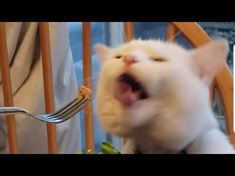 😂 Funniest Cats and Dogs Videos 😺🐶 || 🥰😹 Hilarious Animal Compilation №382