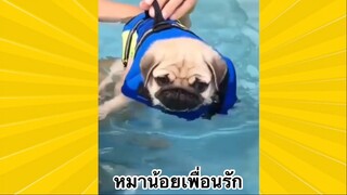 สัตว์เลี้ยงเพื่อนขนปุย : หมาน้อยเพื่อนรัก