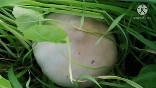 Giant Mushrooms Grow Up In The Bushes