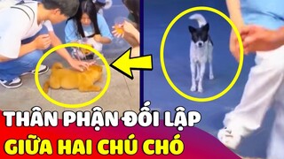 Xúc động 'HOÀN CẢNH ĐỐI LẬP' của hai chú chó khiến ai xem cũng 'NGHẸN NGÀO' 😓 | Gâu Đần