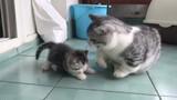 Anak Kucing Mencari Ekor