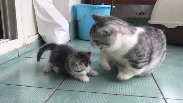 Kitten looking for its tail
