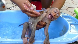 Cute Baby Monkey Maku Crying Loudly Not Want To Bathed Even hot water