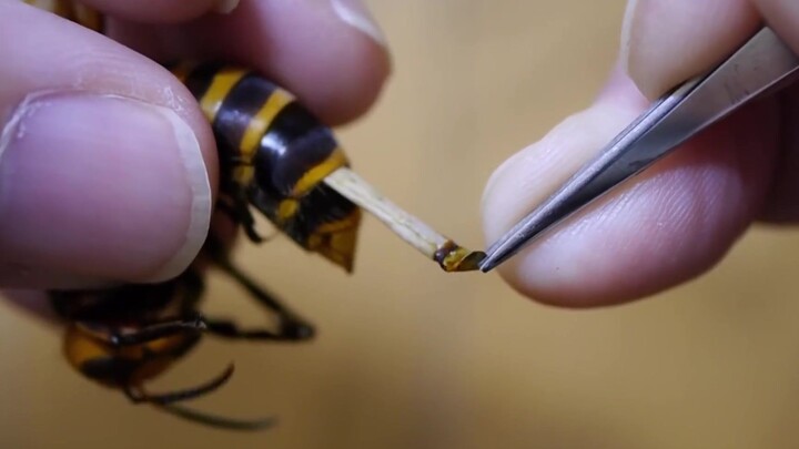 คีบพยาธิออกจากตัวต่อ มาให้ฮอร์นฟรอกกิน พยาธินี้คือ Strepsiptera