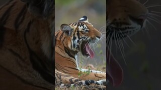 #shorts  Tiger 300