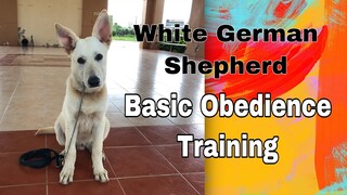 2nd day training basic obedience | White German Shepherd puppy.