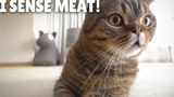 [Kittisaurus] Tôi đã ăn thịt nướng với một chú mèo trên lưng