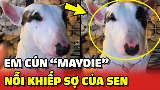 Em cún Maydie trở thành NỖI KHIẾP SỢ của Sen vì QUÁ BÁO 😂 | Yêu Lu