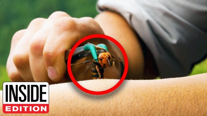What It’s Like to Be Stung by a Murder Hornet