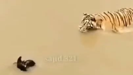 duck vs tiger escape time funny video