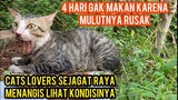 Astagfirullah Kucing Liar Sengsara Banget Mulutnya Gak Bisa Mingkem 4 Hari Gak Makan Di Jalanan..!