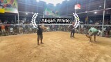 Abijah white 🏆🏆 Battle of the one entries Bearing for the championship pasensya na boss nasilat ko
