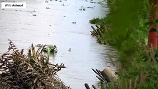 Lội Sông Bắn Cò _ Stork Hunting _ 16