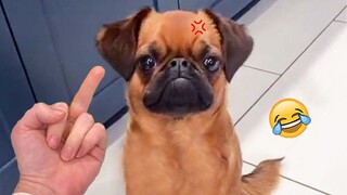 Don't Laugh At This Angry Dog - Funny Dog Reactions