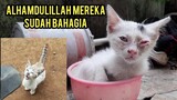 Momen Mengharukan Saat 2 Anak Kucing Jalanan Yang Menderita Menemukan Kebahagiaan..!