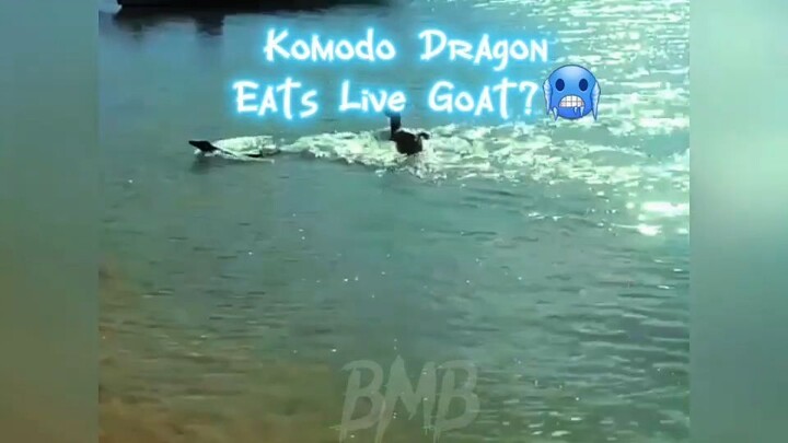 KOMODO DRAGON HUNT AND EATS LIVE GOAT_🥶