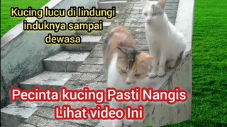 Kucing Lucu Yang Di Lindungi Induknya Sampai Dewasa Aneh Tapi Nyata Ini Penyebabnya...!