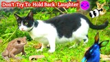 10 Cutest Funny Animals Video ♥ Don't Try To Hold Back Laughter ~ Funny Animals Videos (4) ~ Cats