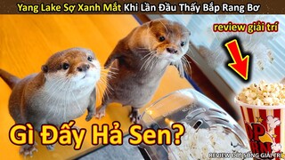 Rái cá Yang Lake Sợ Xanh Mặt Bỏ Chạy trong lần đầu thấy bắp rang bơ || Review Giải Trí Đời Sống