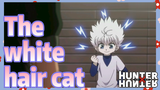 The white hair cat