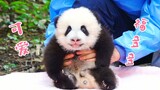 大熊猫福多多～这么可爱的公仔谁不想拥有