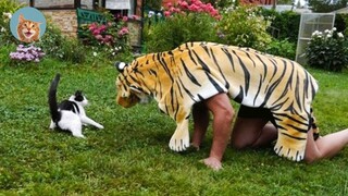 Funniest Cats - Best Of The 2021 Funny Animal Videos| MEOW