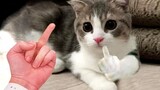 Try Not To Laugh With These Funny Pets 😍