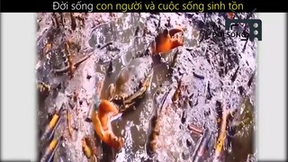 Đời sống con người và cuộc sống sinh tồn_phần 4