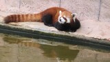 The red panda fell asleep watching the fish by the small river