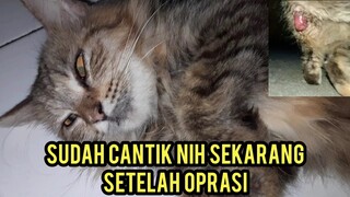 Dulu Di Buang Saat Sakit Sekarang Malah Tidur Terus | Suasana Bascamp Cats Lovers Tv