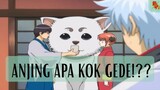 Gintama || Anjing Apa KOK GEDEEEE ❗❓