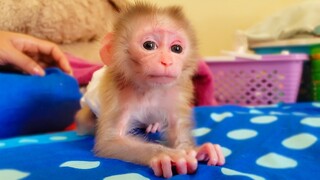 Most Beautiful Baby Monkey!! Wow, Tiny adorable Luca tire to walk by himself for the first time