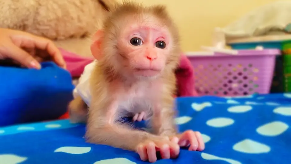 Most Beautiful Baby Monkey Wow Tiny Adorable Luca Tire To Walk By Himself For The First Time Bilibili