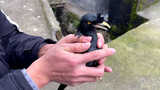 [Animals]Happy life of my myna bird