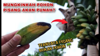 ZOOM 1000X: AKIBAT PENYAKIT PISANG YANG MELANDA DUNIA