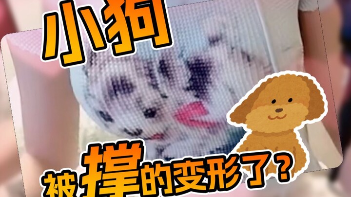 谁说这狗大啊，这狗可太棒了！