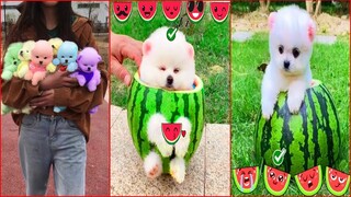 Funny and Cute Dog Pomeranian 😍🐶| Funny Puppy Videos #53