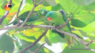 Betet Kelapa Filipina si Burung Endemik Kalimantan dan Kepulauan Talaud