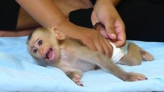 OMyGod!! Monkey Baby Maku Shout Crying Angry Mom Change Him New Diaper After Take a bath