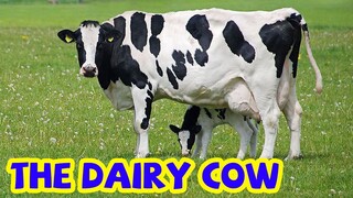 Bé tập nói tiếng anh | Con bò sữa | Baby practice speaking English | The dairy cow