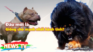 Giống chó mạnh nhất hành tinh: Ngao Tây Tạng hay Pitbull?