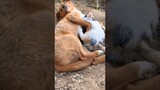 Funny videos 😅#143   #funny #dogs #cats #funnyanimal